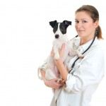 Female Veterinarian Holding Jack Russell Terrier. Isolated On Wh