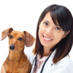 Veterinarian with dachshund dog
